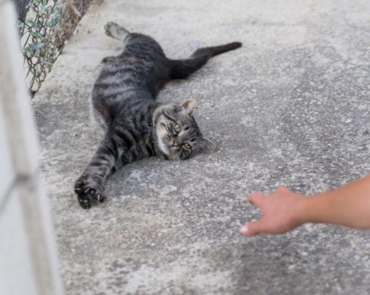 Fakta Unik Kucing Moggy, Ras Kucing Kampung dengan Populasi Paling Banyak di Dunia: Ada yang Berbulu Panjang!