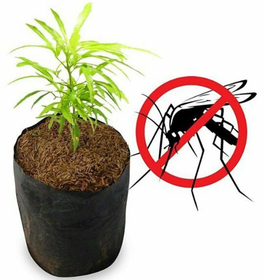 5 Manfaat Tanaman Zodia Bagi Kesehatan, Tumbuhan untuk Usir Nyamuk Demam Berdarah 