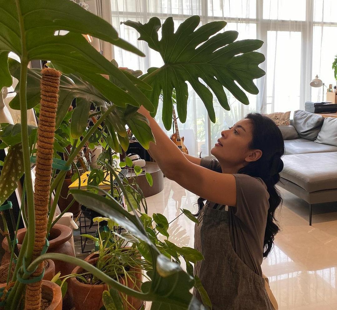 Pastikan Ada dalam Rumah! 5 Tanaman Indoor Pengusir Nyamuk Paling Ampuh, Pemula Bisa Mencobanya