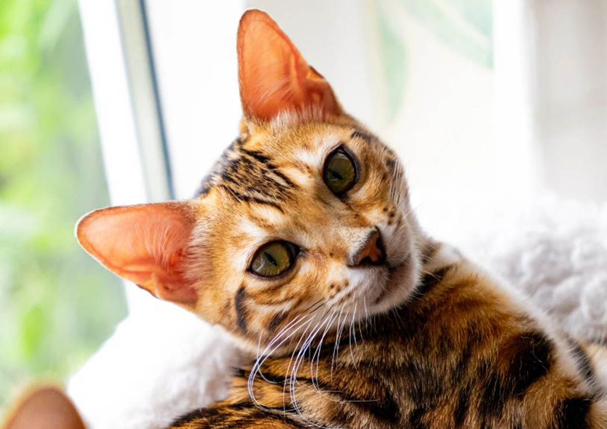 Telinga Kucing Berair dan Bikin Kucingmu Sengsara? Ini Dia Cara Mengatasi dan Penyebabnya yang Wajib Kamu Tahu