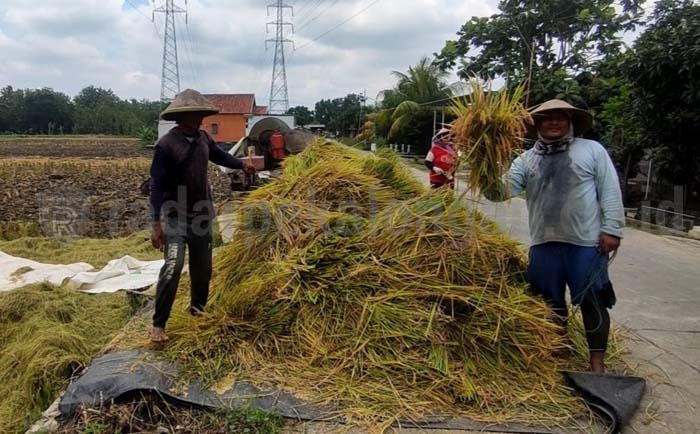 Masuk Masa Panen, Harga Gabah di Tingkat Petani Mulai Turun