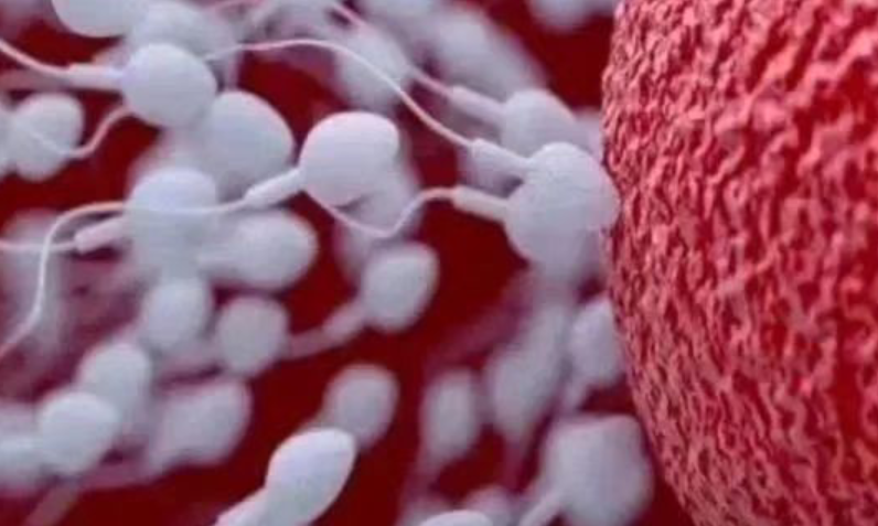 Ini Dia 9 Makanan Penyubur Sperma: Pilihan Nutrisi untuk Kesuburan Pria