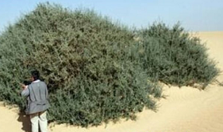 Ini Ciri-ciri Pohon Gharqad yang Juga Disebut Pohon Yahudi, Apa Saja?