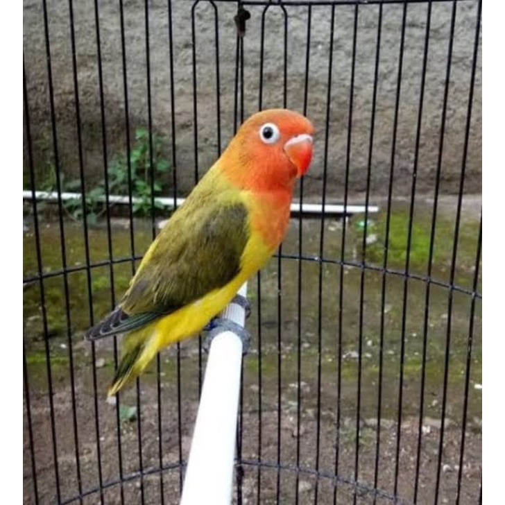 Pecinta Lovebird Wajib Tahu! Inilah 5 Jenis Burung Lovebird Tercantik di Indonesia Tahun 2023
