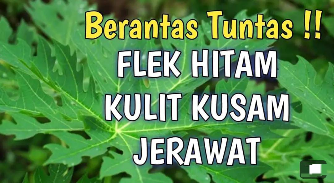 3 Manfaat Daun Pepaya untuk Muka Usia 50 Tahun Ke Atas, Ternyata Bisa Bikin Kulit Glowing Bebas Penuaan Dini