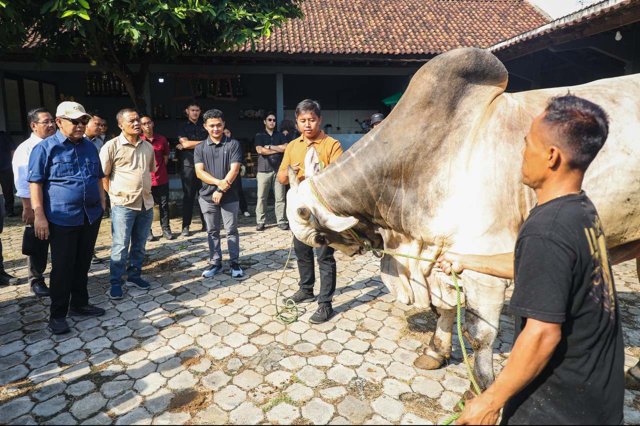 Hasilkan Sapi Premium, Peternakan Sapi di Purworejo ini Bisa Jadi Percontohan