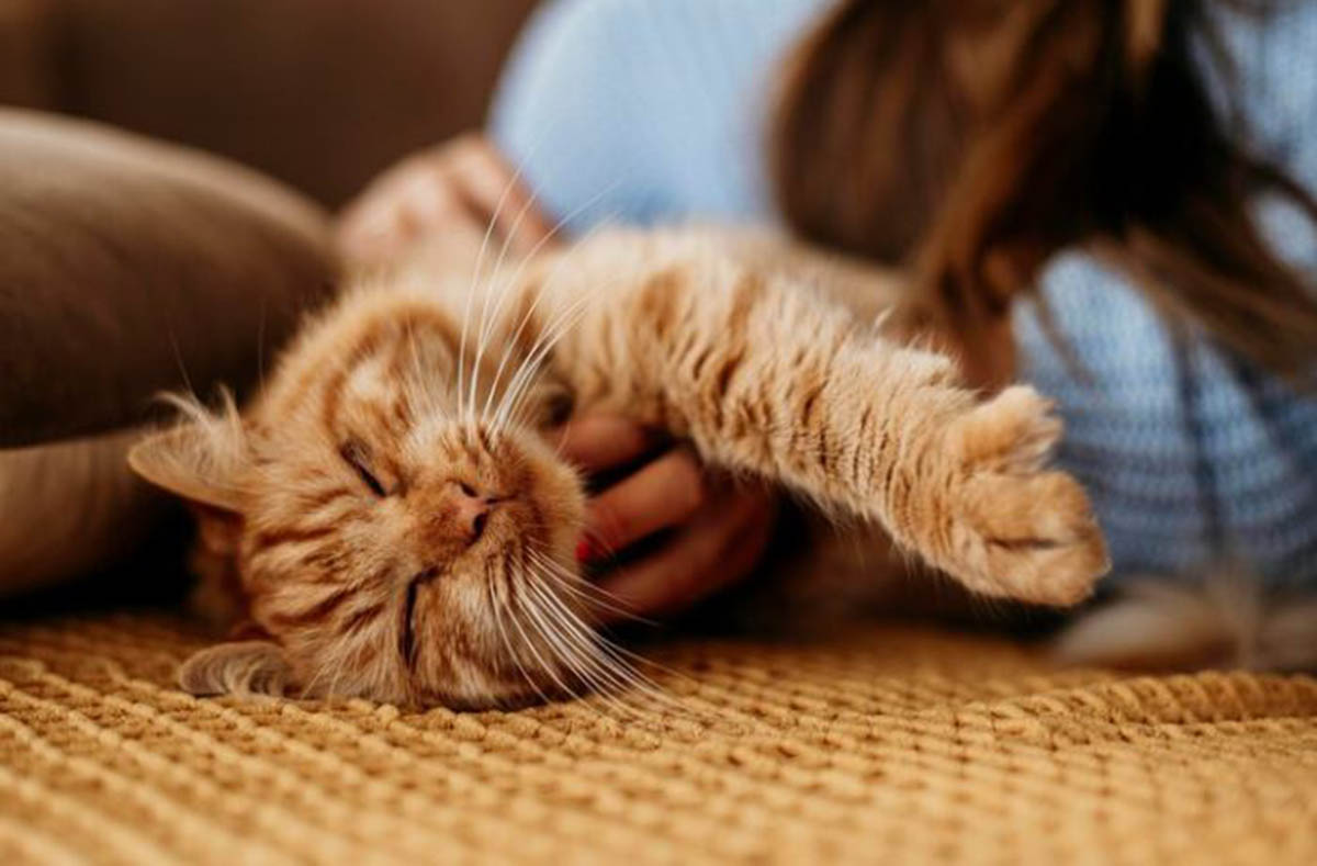 Ternyata Ini Alasan Kenapa Kucing Mencium Kita Saat Tidur: Simak Fakta Menyentuh Tentang Anabul Berikut Ini!