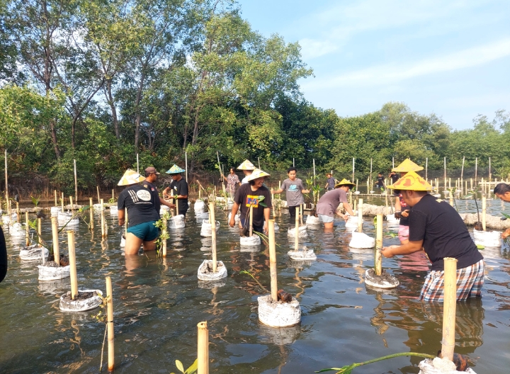 Perhimpunan Mahasiswa Mesin Muhammadiyah se-Indonesia Tanam Bibit Mangrove di Kabupaten Pekalongan