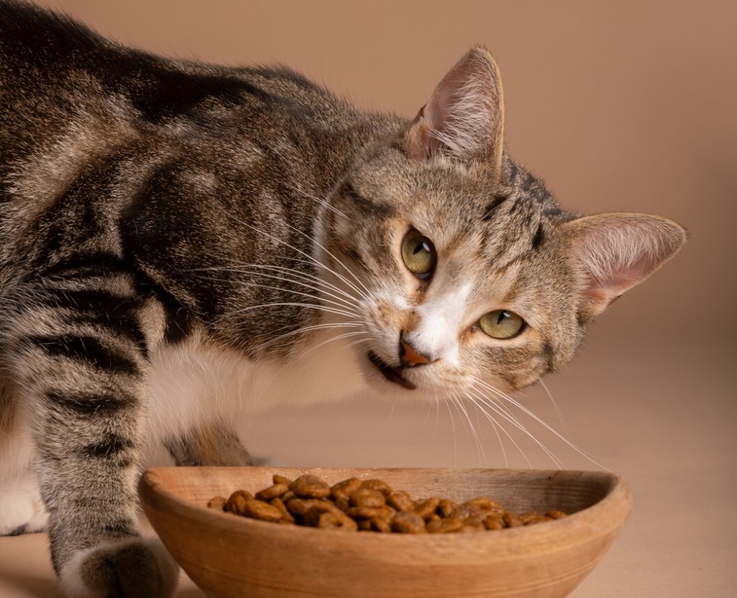 Berikut Makanan Kucing Murah tapi Berkualitas, Yuk Belikan untuk Kucingmu!
