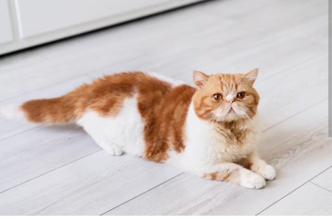 Bukan Tanpa Alasan, Inilah Alasan Mengapa Kucing Suka Guling Di Lantai, Kucingmu Suka Juga?