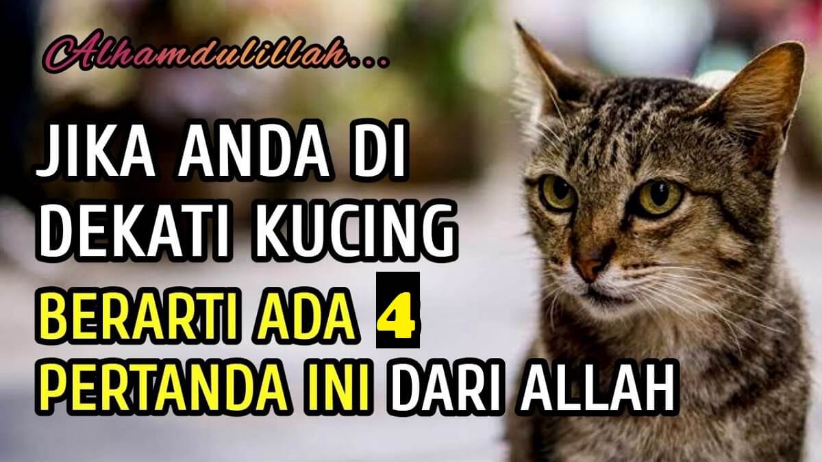 Primbon Jawa: Inilah 4 Pertanda Ketika Didatangi Seekor Kucing, Dapat Rezeki Berlimpah, Pernah Mengalaminya?