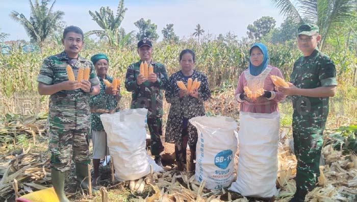 TNI Panen Jagung 6 Ton/Hektar