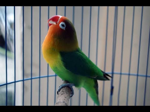 Lovebird Mania Wajib Tahu! 3 Langkah Melatih Mental Burung Lovebird, Auto Gak Minder Lagi
