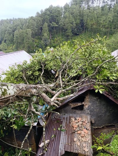 2 Rumah Warga di Desa Depok Lebakbarang Pekalongan Rusak Tertimpa Pohon Tumbang