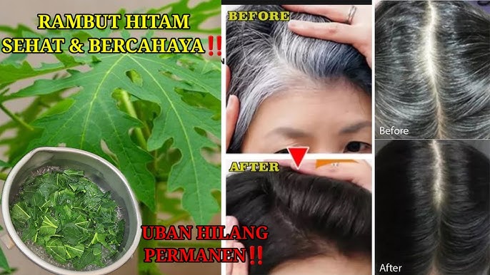 DIY Shampo Daun Pepaya untuk Menghilangkan Uban dalam 1 Malam, Begini Cara Buatnya