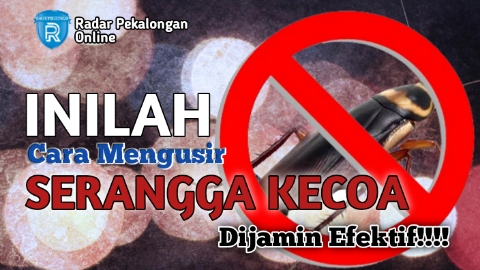 Ini Cara Mengusir Serangga Kecoa dengan Bahan Dapur yang Murah, Mau Tahu 2 Caranya? Simak di Sini