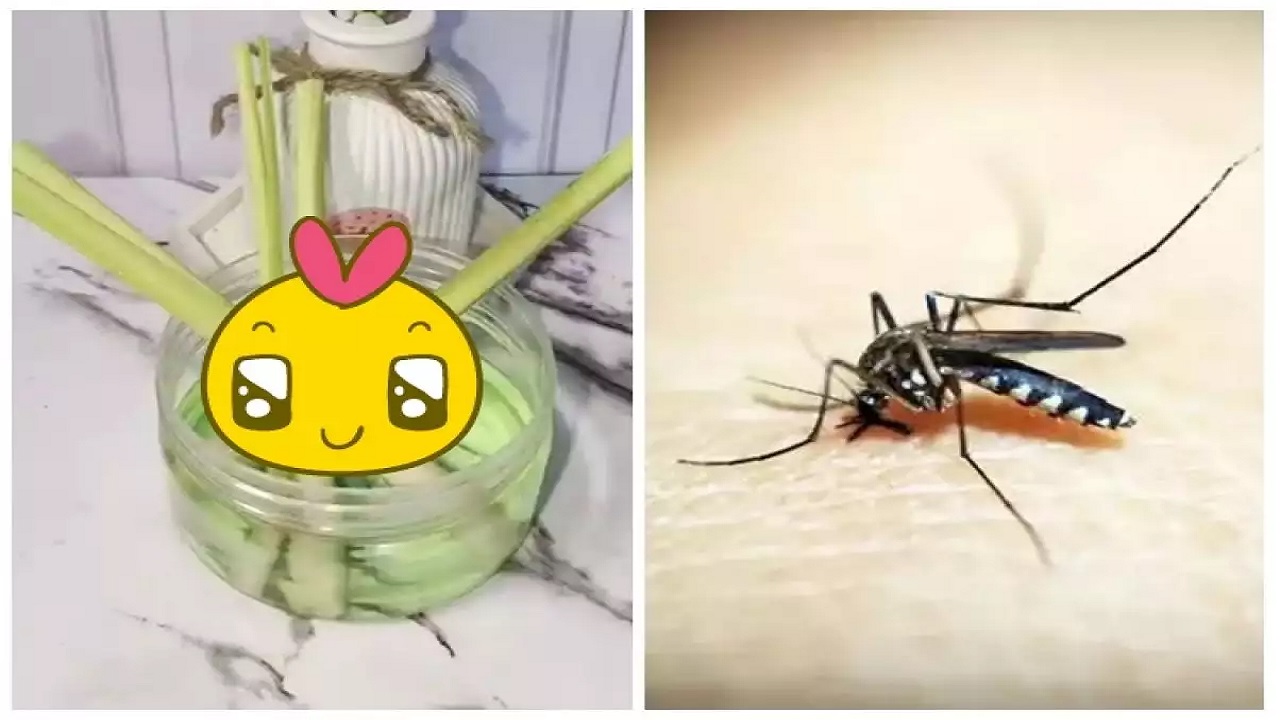 Trik Mengatasi dan Mengusir Nyamuk Pakai 1 Jenis Rempah, Ruangan Wangi Tahan Lama dan Gak Bikin Batuk