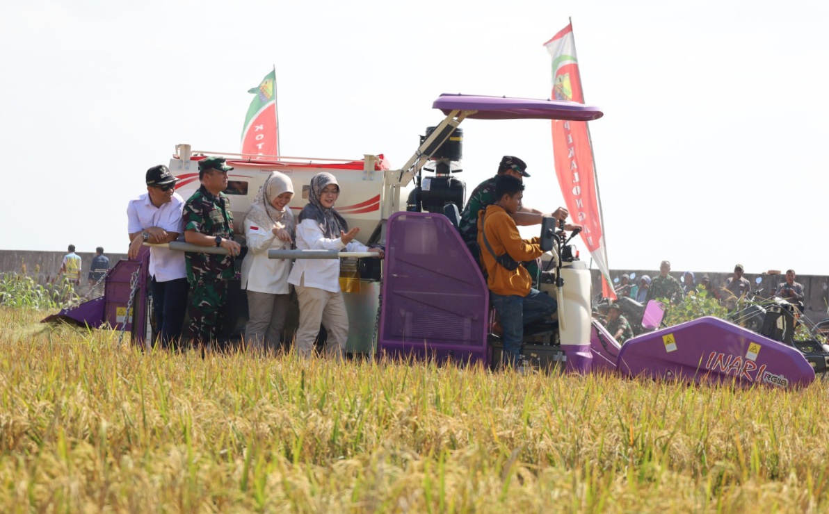 Lahan Eks Terdampak Rob Kembali Produktif, Kota Pekalongan Panen Perdana Padi Biosalin di Degayu