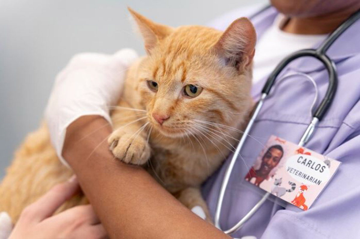 Berapa Biaya Vaksin Kucing? Begini Perinciannya dari Konsultasi, Dosis Vaksin, hingga Perawatan Komplikasi