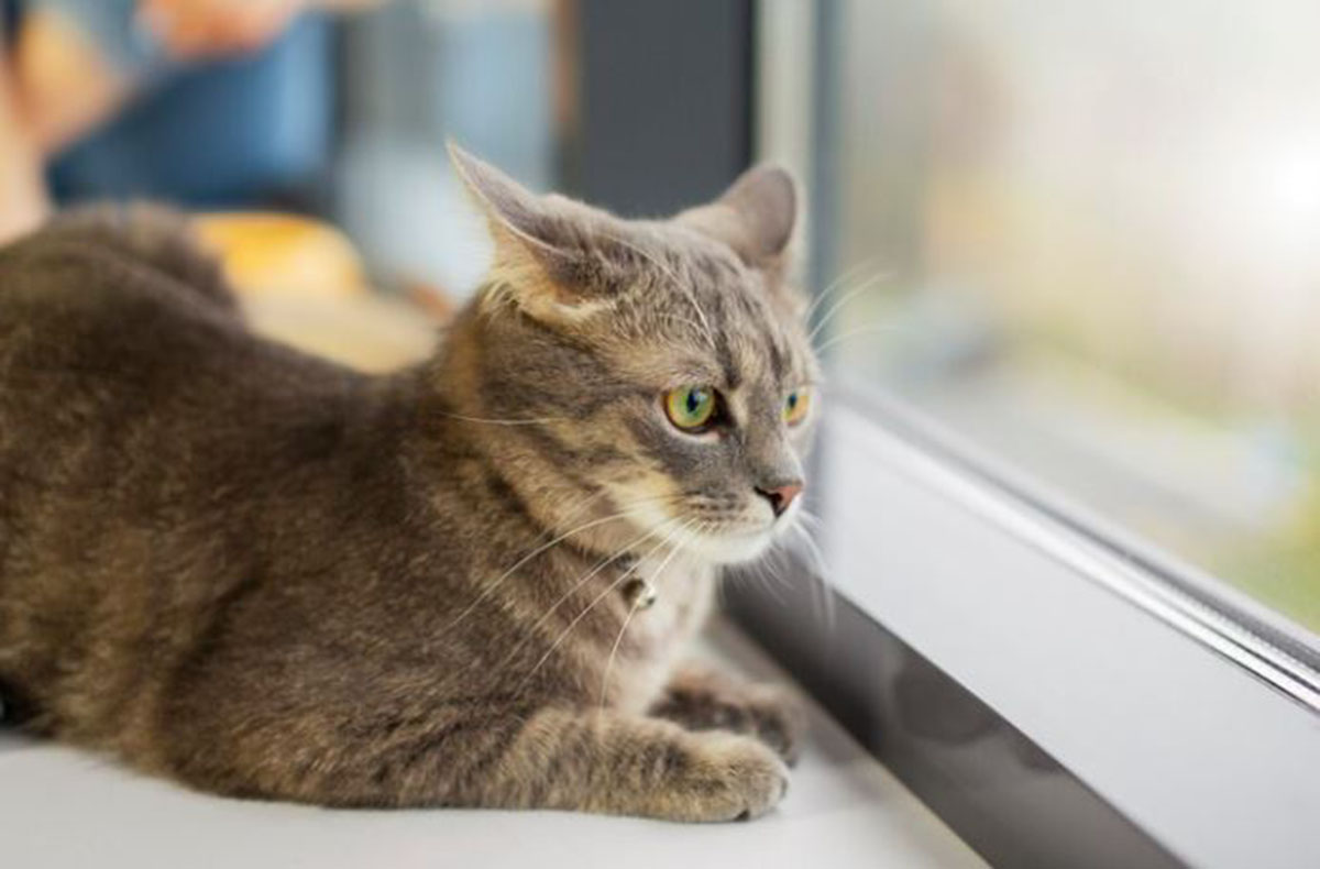 Berapa Lama Kucing di Kandang Setelah Vaksin? Demi Kesehatan Anabul, Kamu Harus Tahu Fakta Berikut Ini!