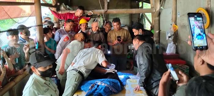 Macan Kumbang Masuk ke Rumah Warga, Kondisinya Lemas dan Kurus