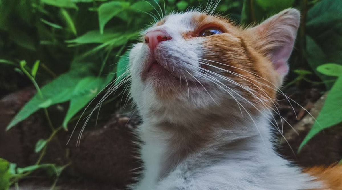 Apakah Catnip Aman untuk Kucing? Cari Tahu Efek Tersembunyi dari Tanaman Herbal yang Disukai Kucing Ini