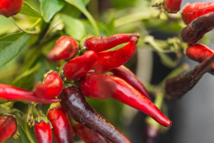 Buktikan Sendiri, Inilah 7 Cara Menanam dan Merawat Cabe agar Buahnya Menjadi Lebih Pedas