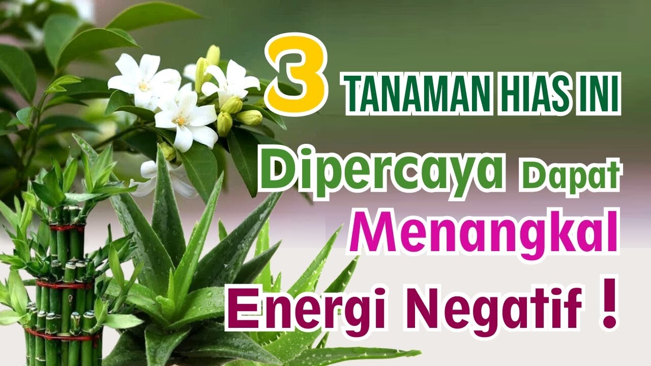 Usir Energi Negatif di Kamar Mandi dengan 3 Tanaman Hias Penangkal Energi Negatif ini, Dijamin Ampuh!
