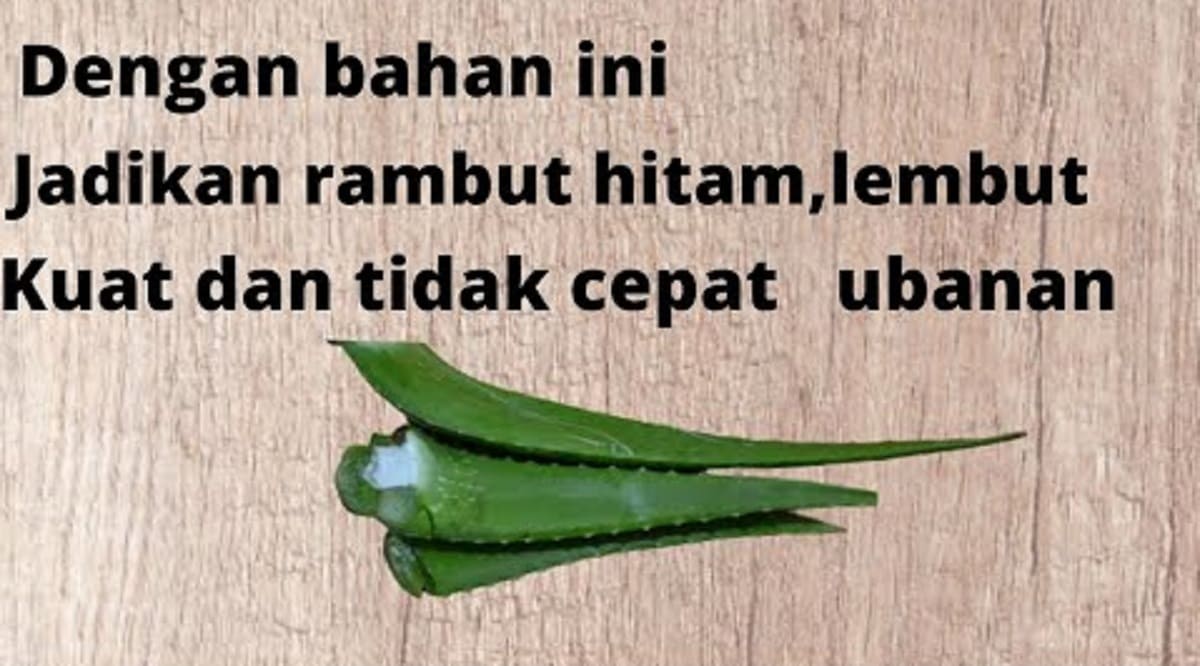 2 Racikan Lidah Buaya untuk Hilangkan Uban dengan Cepat, Cek Penjelasannya Sampai Akhir!