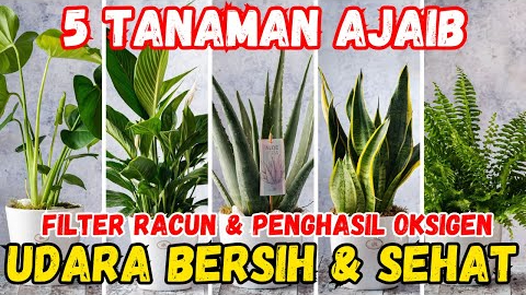 6 Tanaman Pembersih Udara Dalam Ruangan, Rahasia Keluarga Sehat Anti Ribet