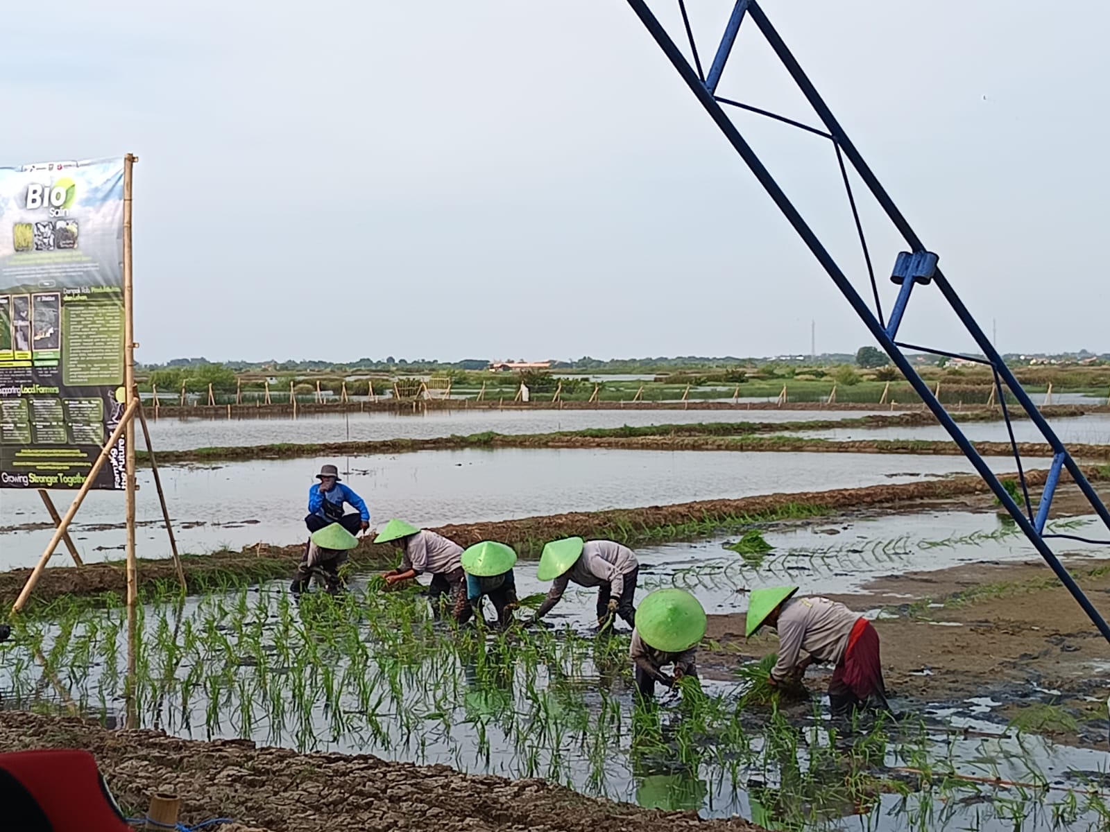 Enam Tahun Tak Produktif Akibat Rob, Lahan Pesisir Batang Bangkit Lewat Program Bio Salin