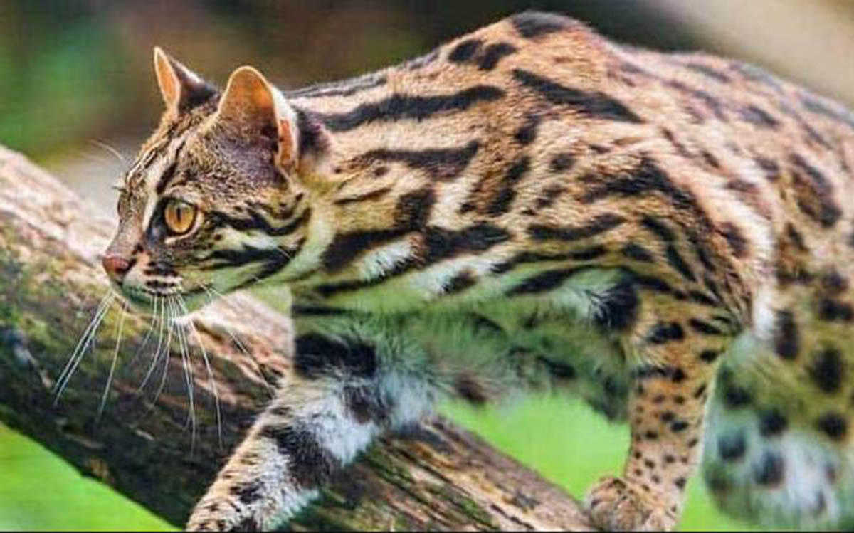 Kenalan dengan 8 Kucing Asli Indonesia selain Kucing Kampung: Si Cantik yang Mendiami Hutan dan Rawa