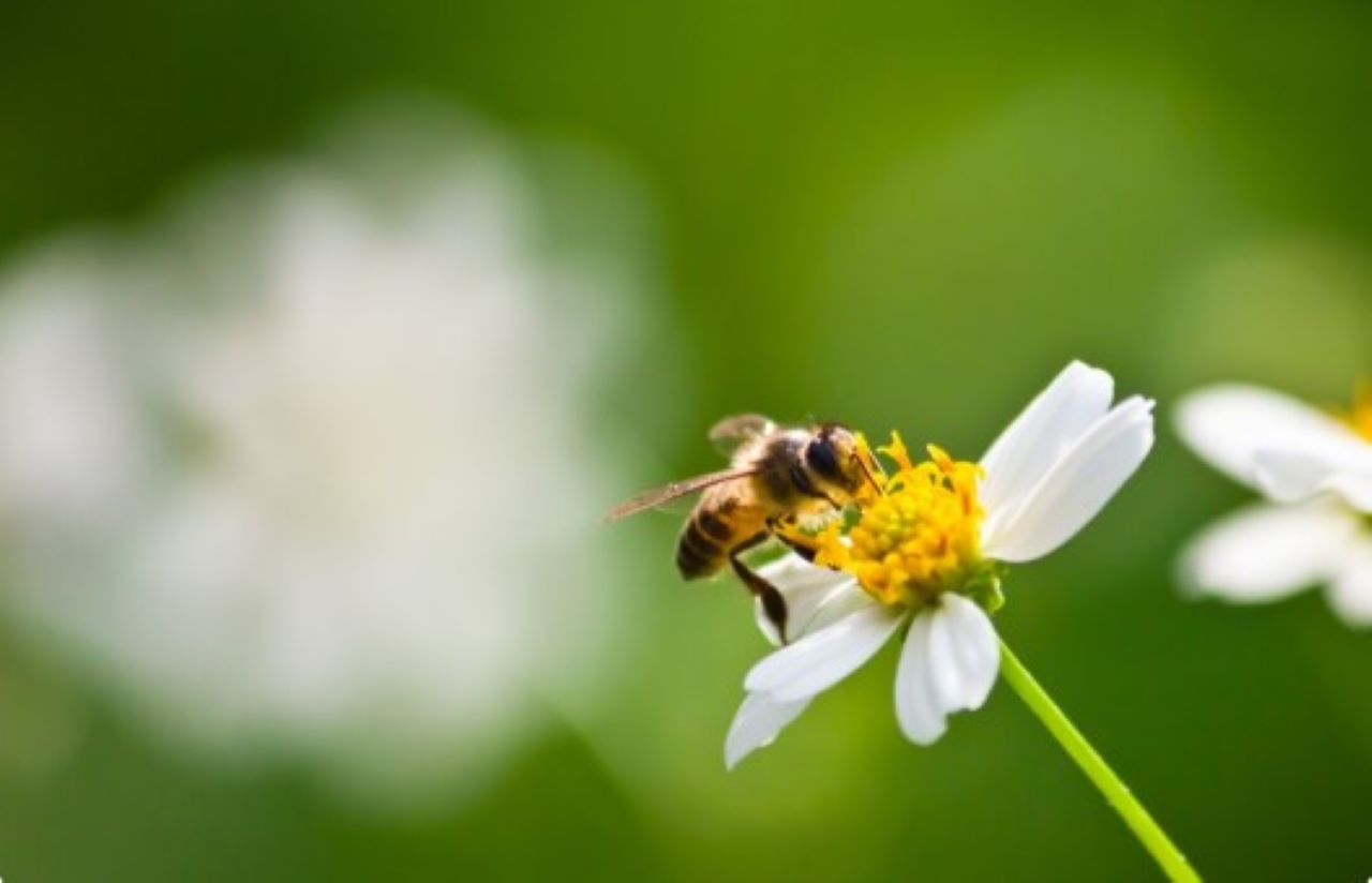 4 Jenis Tanaman yang Tidak Disukai Tawon, Cocok Ditanam di Rumah