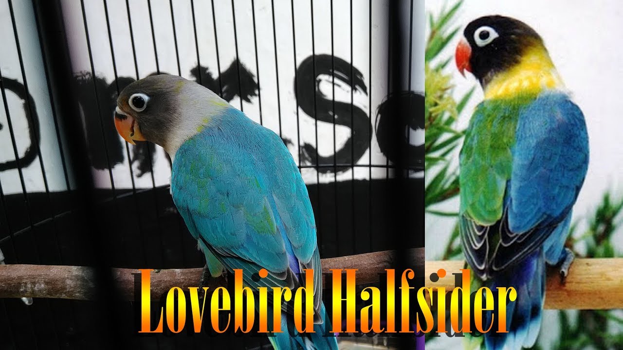 Yuk Kenalan dengan 5 Jenis Burung Lovebird, Harganya Fantastis!