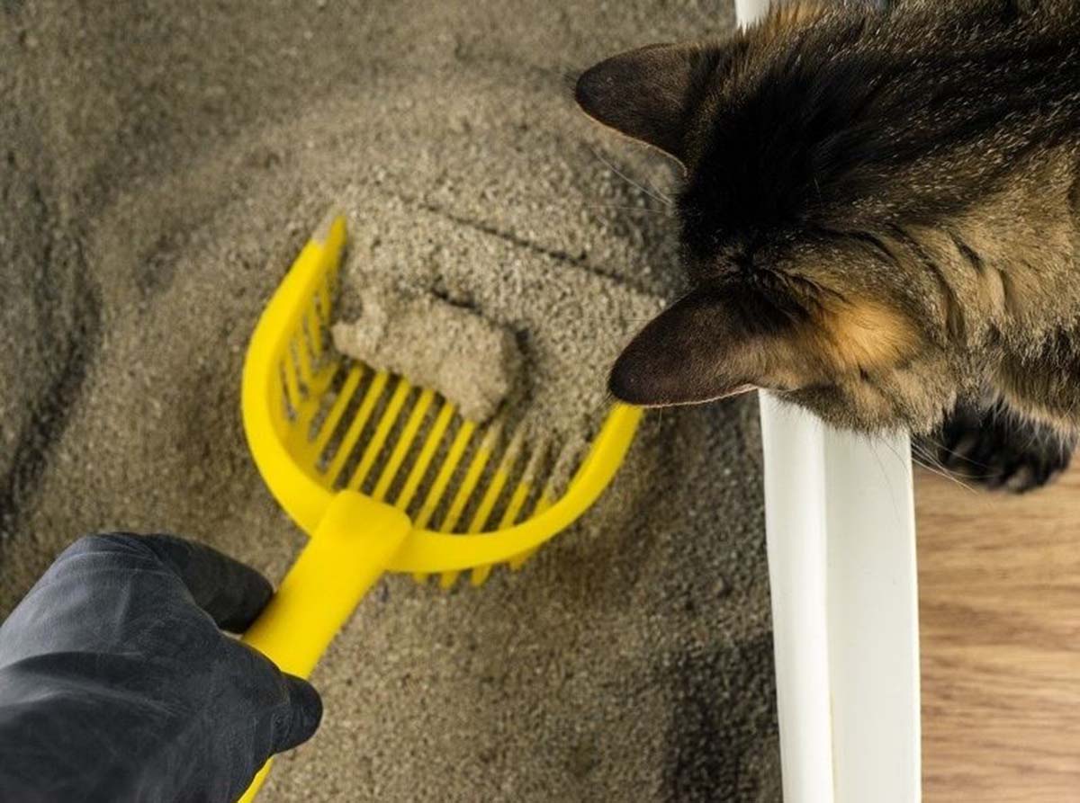 Rekomendasi Pasir Kucing Gumpal Wangi dengan Daya Serap Sempurna, Buat Litter Box Tetap Bersih dan Harum