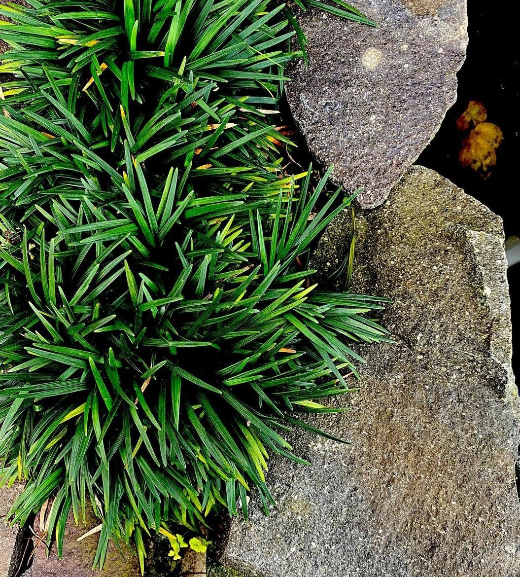 Inilah 6 Cara Menanam Tanaman Kucai Rumput, Jadikan Rumahmu Lebih Eksotis