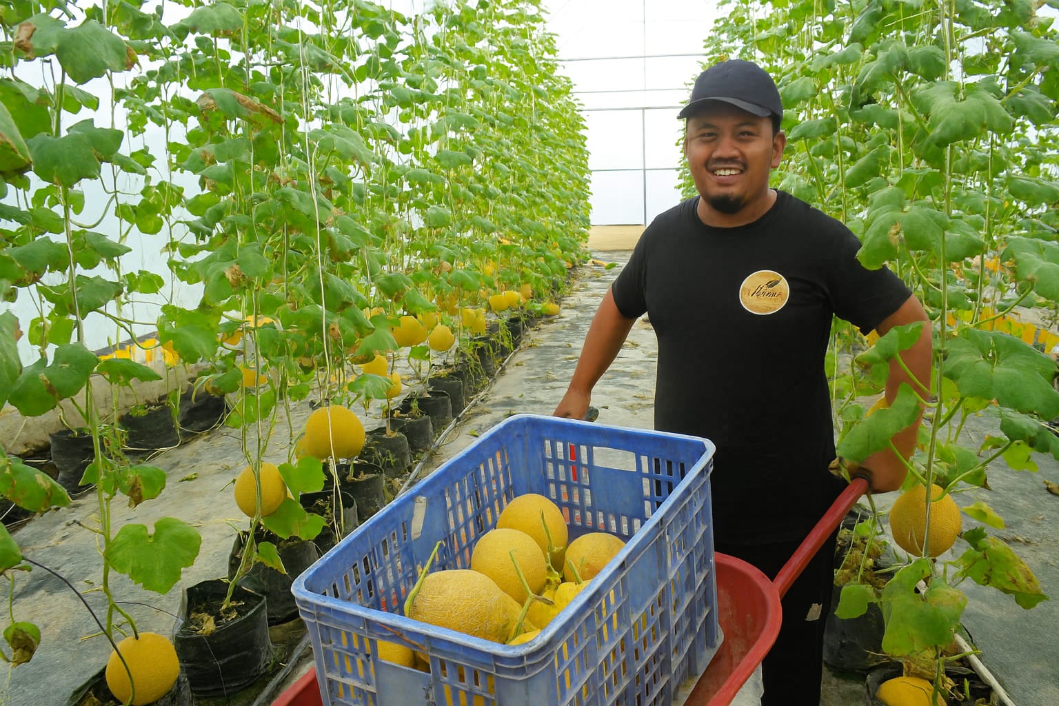 Melon Jadi Komoditas Unggulan Baru di Batang, Potensial untuk Pasar hingga Agrowisata Petik Buah