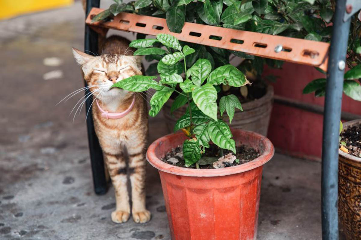 Tanaman Anting-Anting Buat Kucing: Ini Obat Ajaib yang Bikin Anabul Tetap Sehat dan Bahagia!