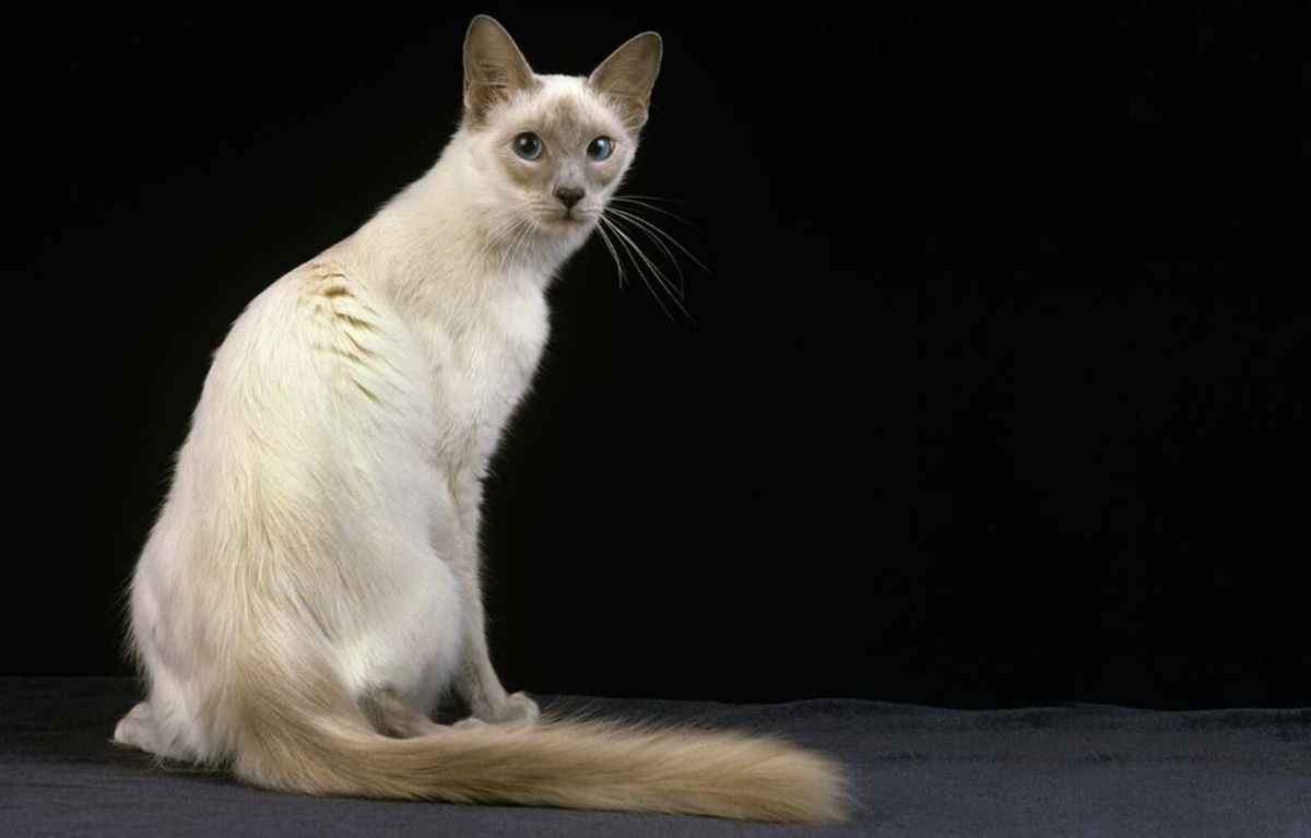 Ras Kucing Jawa, Kucing Mata Biru yang Unik Namun Jarang Diketahui CatLover: Ternyata Bukan Asli Jawa?