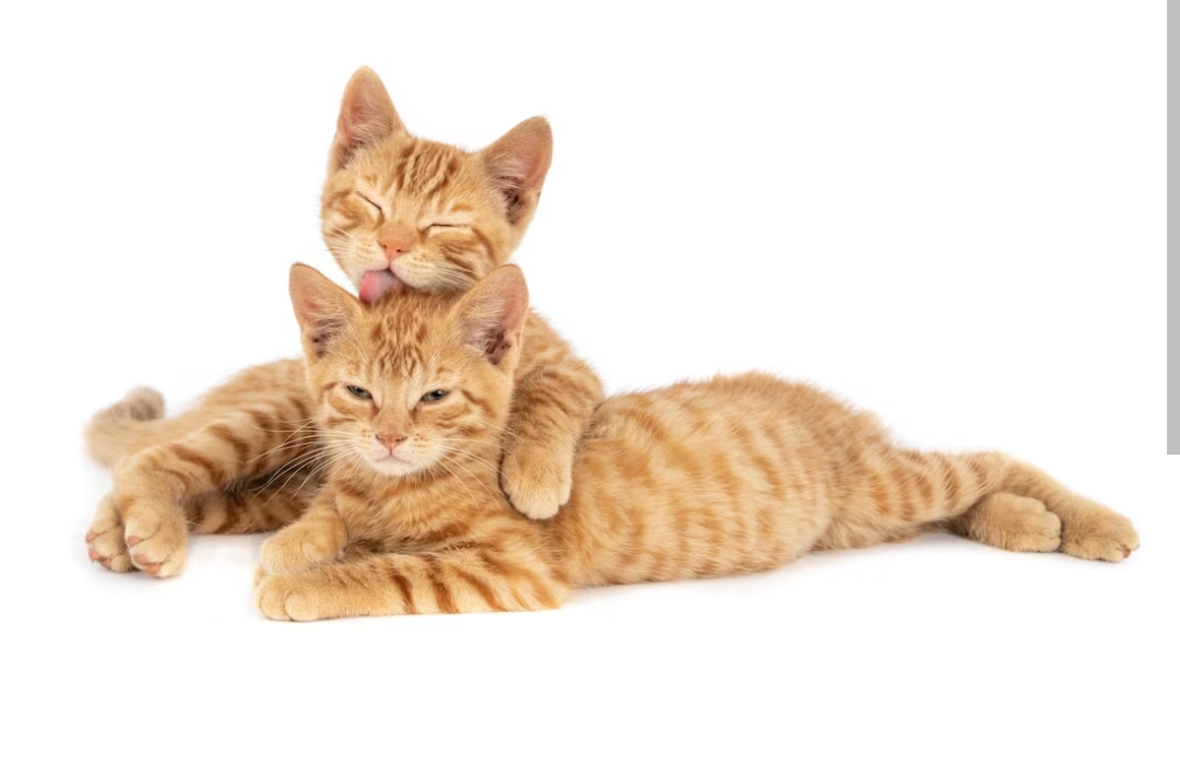 Baru Adopsi Kucing Inilah Cara Membedakan Kucing Jantan Dan Betina