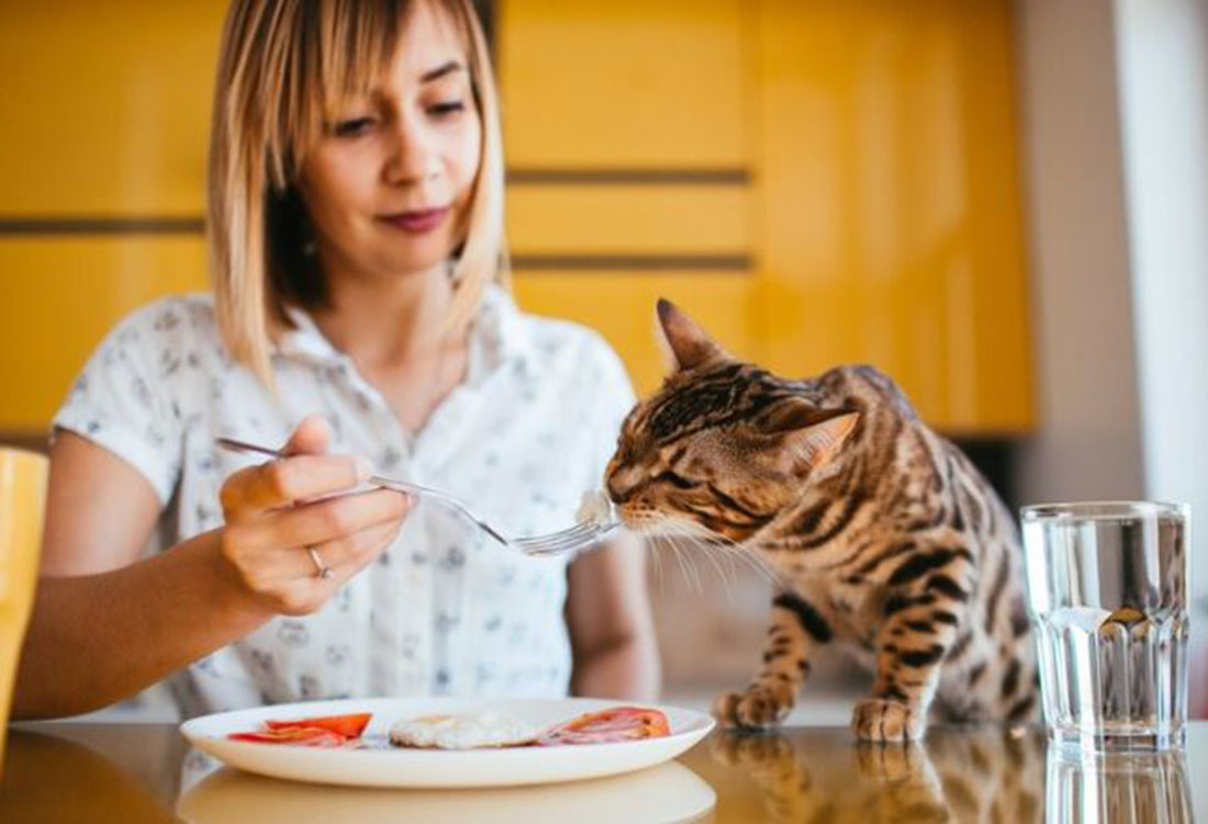 Banyak di Sekitar Kita! Makanan yang Menyebabkan Bulu Kucing Rontok Ini Sebaiknya Dihindari