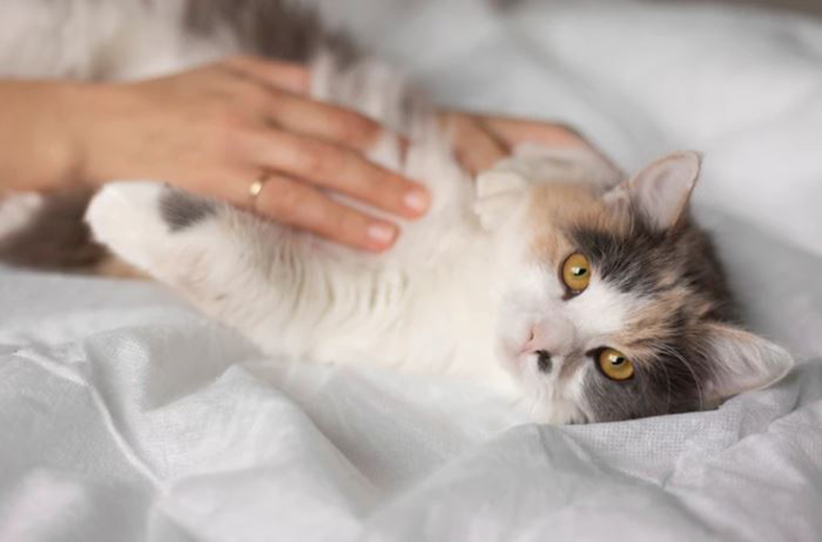 5 Fakta Tak Sedap Risiko Kucing Tidak Disteril, Benarkan Mengakibatkan Kanker dan Terjangkit Penyakit Menular?