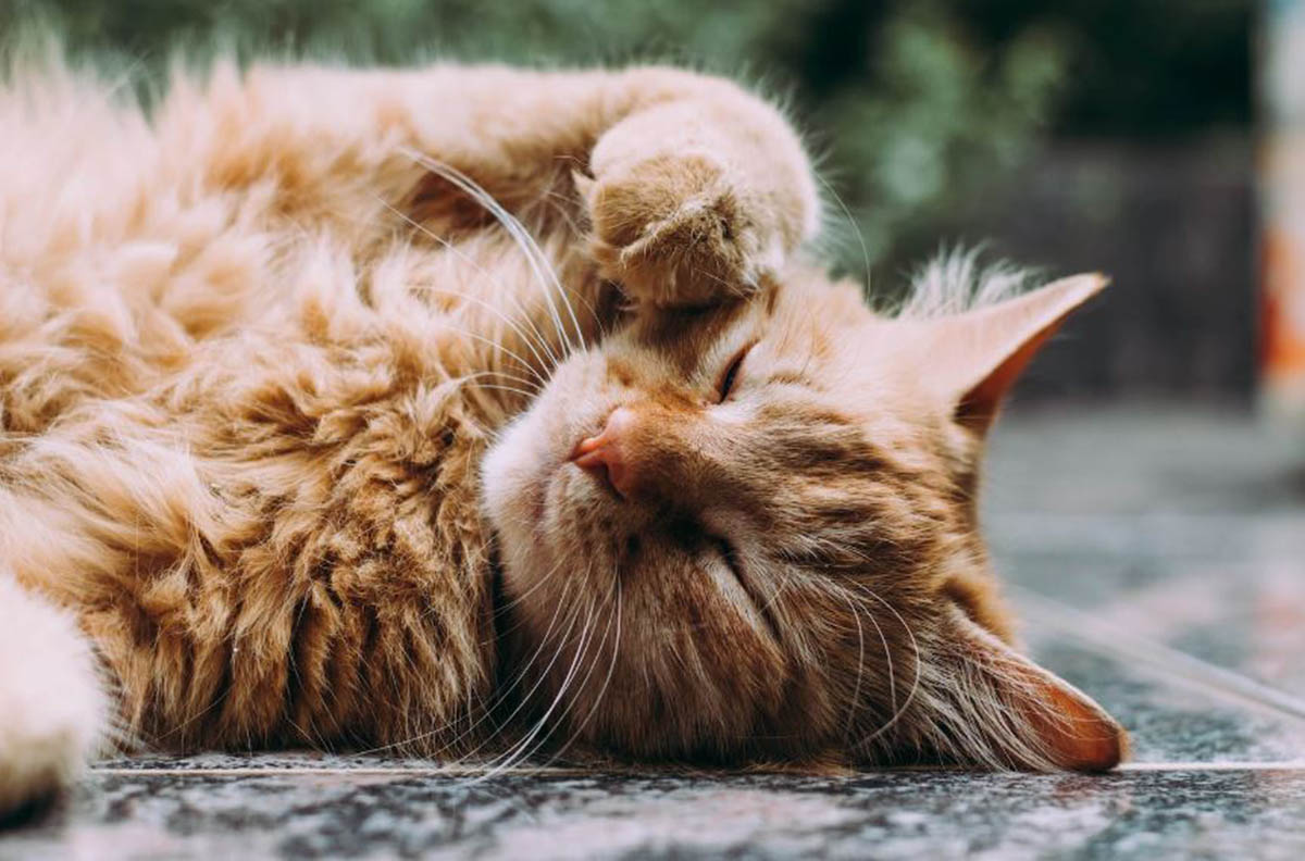 10 Ras Kucing Berbulu Keriting yang Unik dan Menarik, Kamu Harus Lihat Sekali Seumur Hidup!