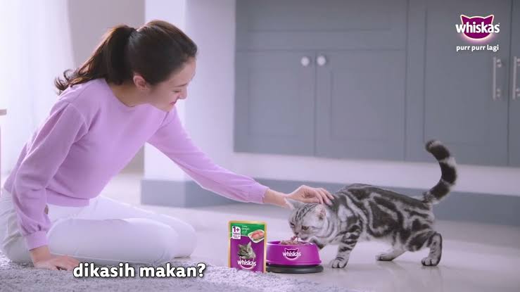 Gampang Banget, Inilah Cara Memberi Makan Kucing dengan Whiskas Basah, Auto Lahap!