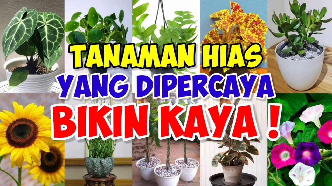 Dikenal Juga Dengan Nama Pohon Uang, Inilah 3 Tanaman Hias yang Dipercaya Bikin Kaya