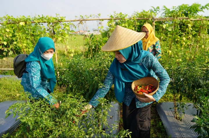 Panen Kebun Pikatu Jenggot Kota Pekalongan,   Bentuk Optimalisasi Lahan Pekarangan