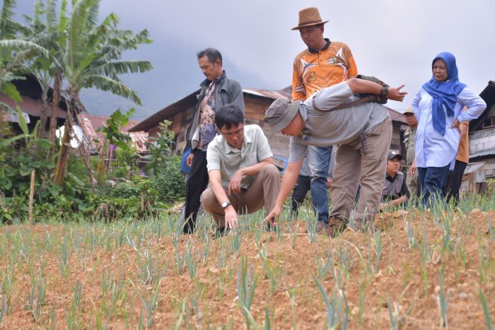 Harga Sayuran Anjlok 90 Persen, Pjs Bupati Pekalongan Tinjau Petani Sayuran di Petungkriyono