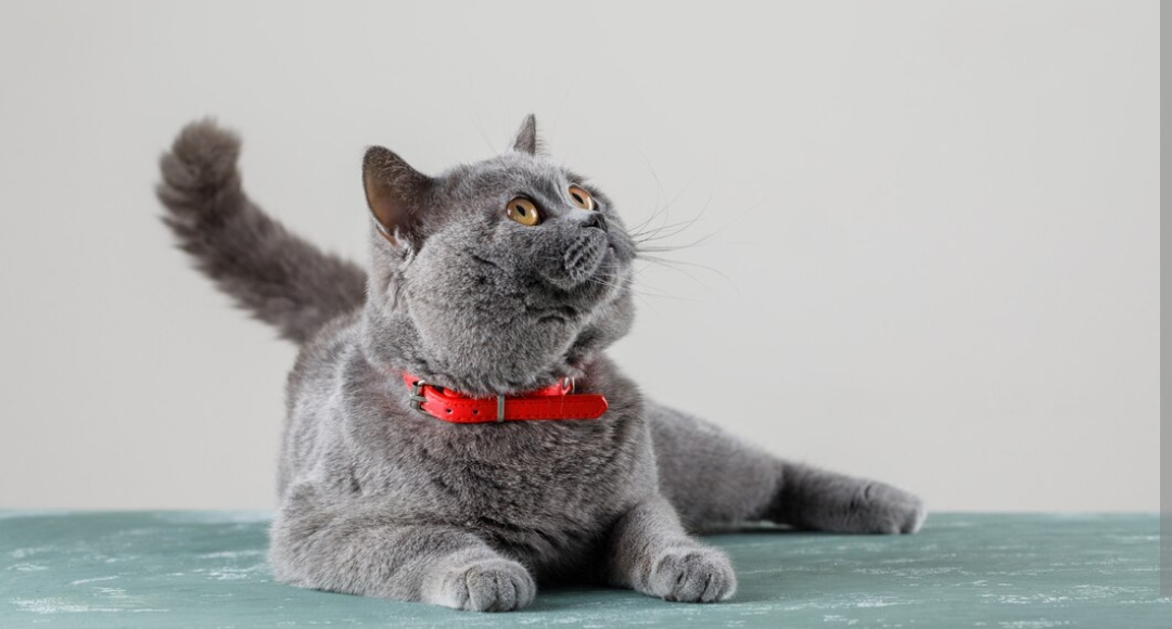 Sudah Tahu Belum, Inilah Fakta Kucing British Shorthair, Yakin Gak Tertarik Mengadopsinya?