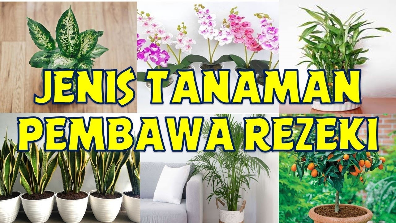 Buktikan Sendiri, Inilah 5 Tanaman Hias Pembawa Rezeki Paling Estetik dan Mudah Dirawat