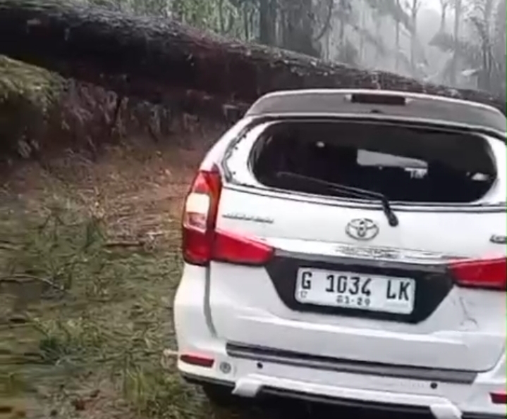 24 Pohon Pinus Tumbang di Paninggaran, Avanza Tertimpa hingga Rusak